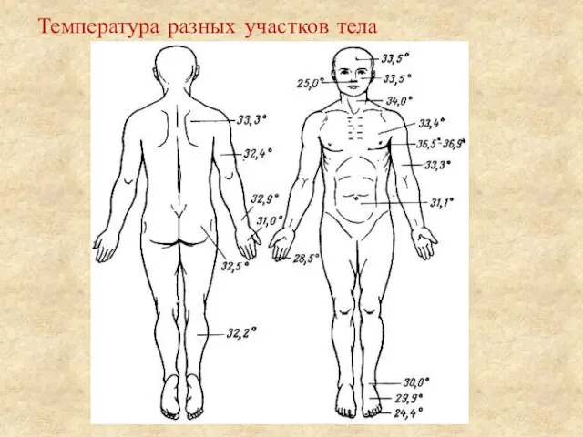 Температура разных участков тела