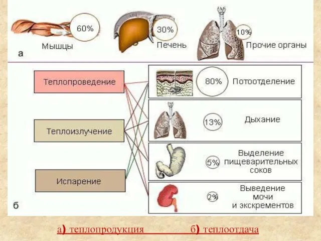 а) теплопродукция б) теплоотдача