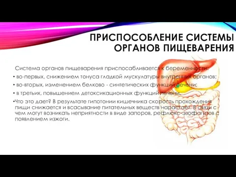 ПРИСПОСОБЛЕНИЕ СИСТЕМЫ ОРГАНОВ ПИЩЕВАРЕНИЯ Система органов пищеварения приспосабливается к беременности: во-первых,