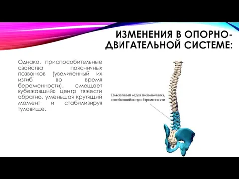 ИЗМЕНЕНИЯ В ОПОРНО-ДВИГАТЕЛЬНОЙ СИСТЕМЕ: Однако, приспособительные свойства поясничных позвонков (увеличенный их