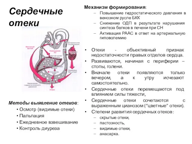 Сердечные отеки Механизм формирования: Повышение гидростатического давления в венозном русле БКК