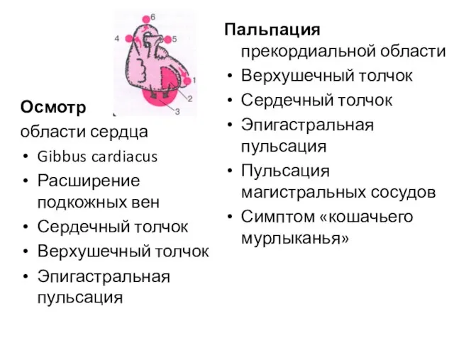 Осмотр области сердца Gibbus cardiacus Расширение подкожных вен Сердечный толчок Верхушечный