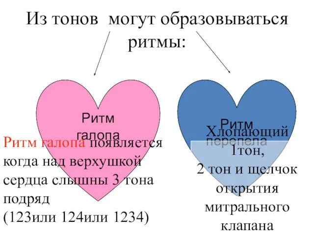 Из тонов могут образовываться ритмы: Ритм галопа Ритм перепела Ритм галопа