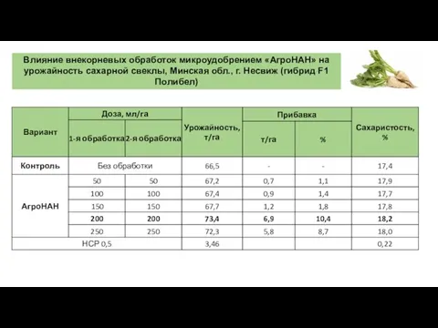 Влияние внекорневых обработок микроудобрением «АгроНАН» на урожайность сахарной свеклы, Mинскaя oбл., г. Несвиж (гибpид F1 Пoлибел)