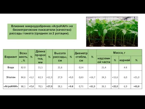 Влияние микроудобрения «АгроНАН» на биометрические показатели (качество) рассады томата (среднее за 2 ротации).