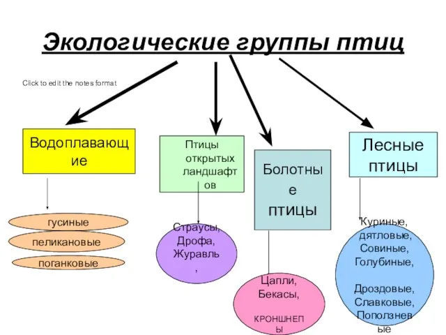 Экологические группы птиц Водоплавающие Птицы открытых ландшафтов Лесные птицы гусиные Страусы,