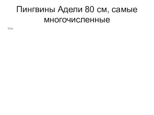 Пингвины Адели 80 см, самые многочисленные