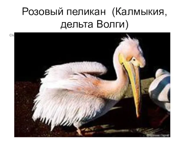 Розовый пеликан (Калмыкия, дельта Волги)