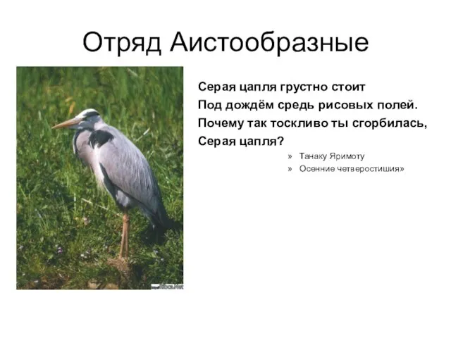 Отряд Аистообразные Серая цапля грустно стоит Под дождём средь рисовых полей.