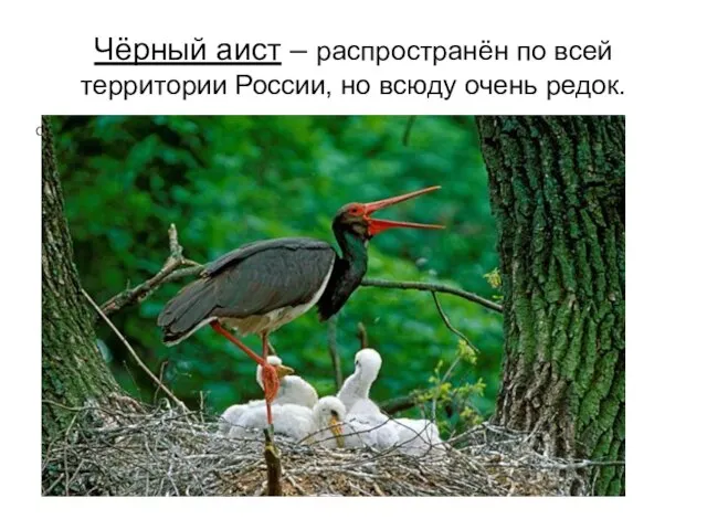 Чёрный аист – распространён по всей территории России, но всюду очень редок.