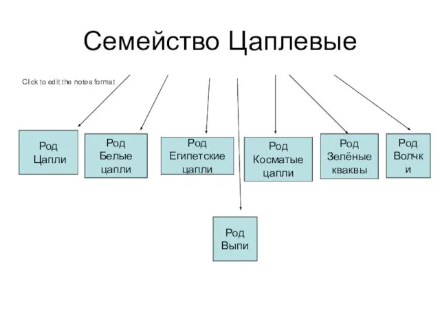 Семейство Цаплевые Род Цапли Род Белые цапли Род Египетские цапли Род