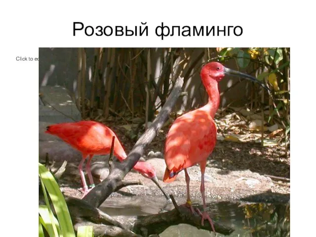 Розовый фламинго