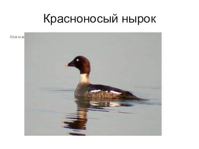 Красноносый нырок