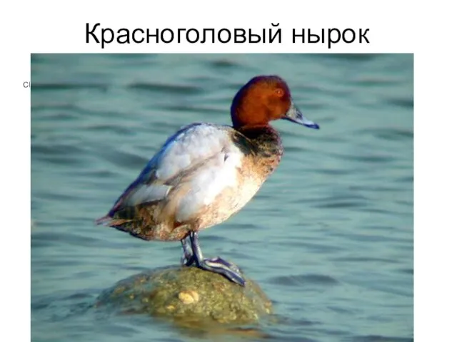 Красноголовый нырок