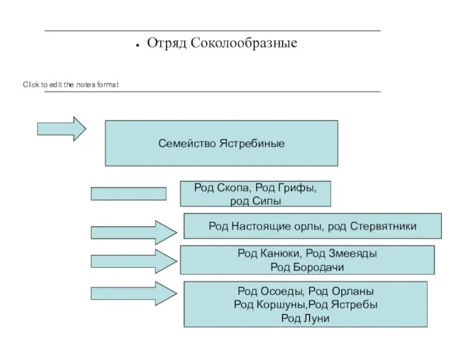 Отряд Соколообразные Семейство Ястребиные Род Скопа, Род Грифы, род Сипы Род