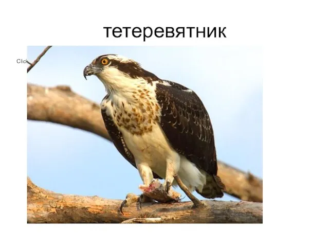 тетеревятник