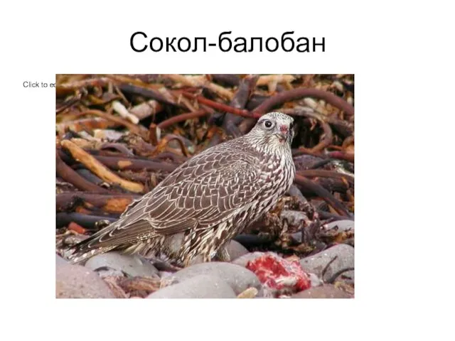 Сокол-балобан