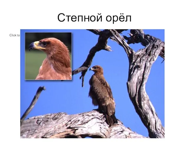 Степной орёл