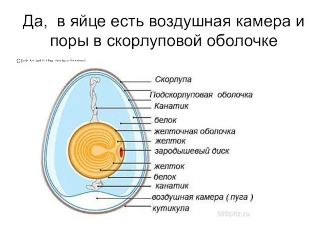 Да, в яйце есть воздушная камера и поры в скорлуповой оболочке