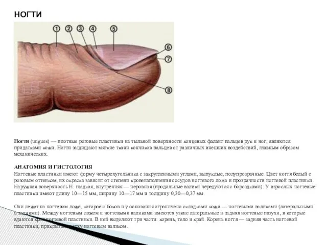 НОГТИ Ногти (ungues) — плотные роговые пластинки на тыльной поверхности концевых