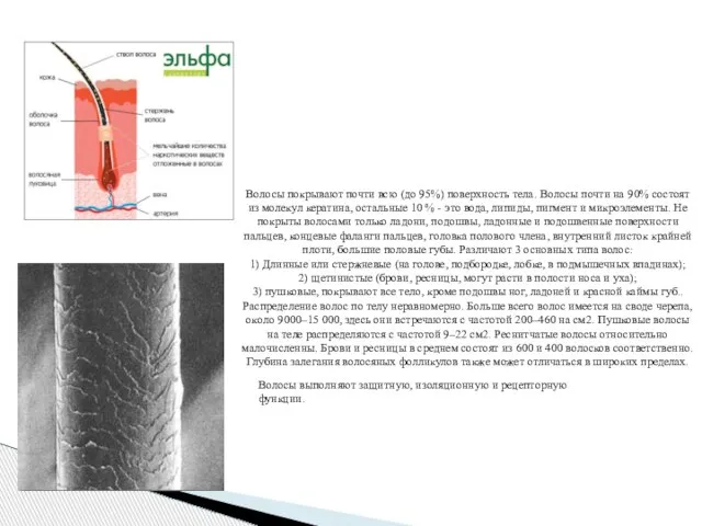 Волосы покрывают почти всю (до 95%) поверхность тела. Волосы почти на