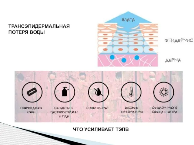 ТРАНСЭПИДЕРМАЛЬНАЯ ПОТЕРЯ ВОДЫ ЧТО УСИЛИВАЕТ ТЭПВ