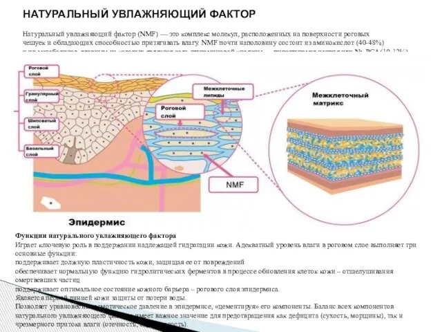 НАТУРАЛЬНЫЙ УВЛАЖНЯЮЩИЙ ФАКТОР Натуральный увлажняющий фактор (NMF) — это комплекс молекул,