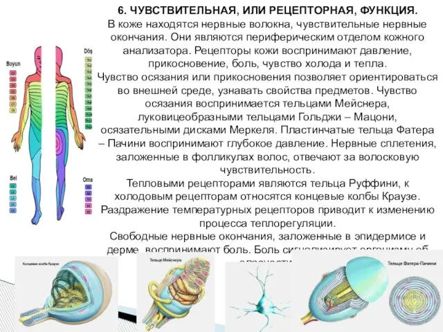 6. ЧУВСТВИТЕЛЬНАЯ, ИЛИ РЕЦЕПТОРНАЯ, ФУНКЦИЯ. В коже находятся нервные волокна, чувствительные