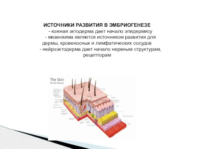 ИСТОЧНИКИ РАЗВИТИЯ В ЭМБРИОГЕНЕЗЕ - кожная эктодерма дает начало эпидермису -