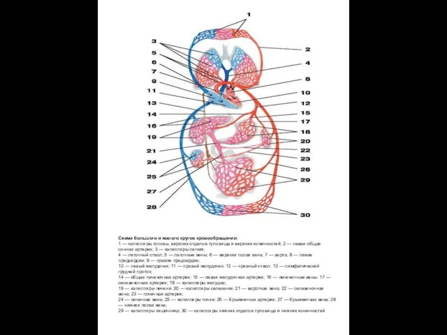 Схема большого и малого кругов кровообращения: 1 — капилляры головы, верхних