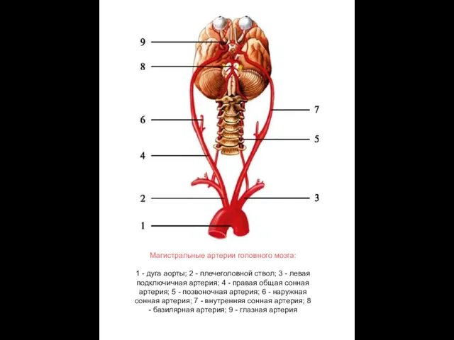 Магистральные артерии головного мозга: 1 - дуга аорты; 2 - плечеголовной