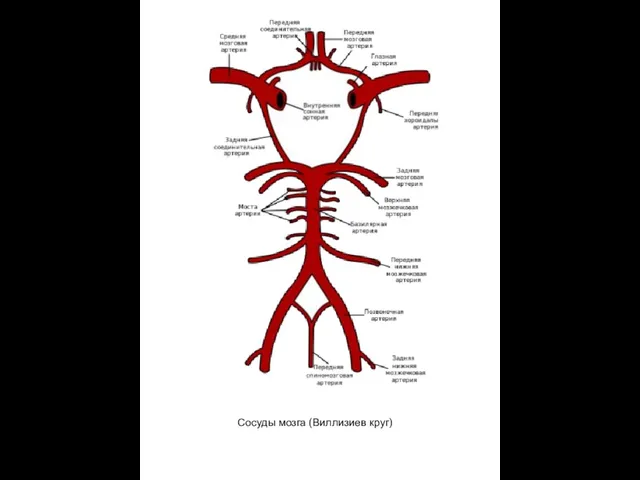 Сосуды мозга (Виллизиев круг)