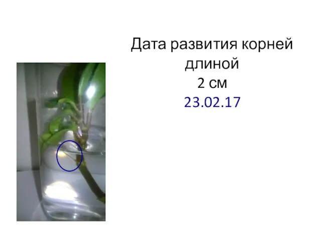 Дата развития корней длиной 2 см 23.02.17