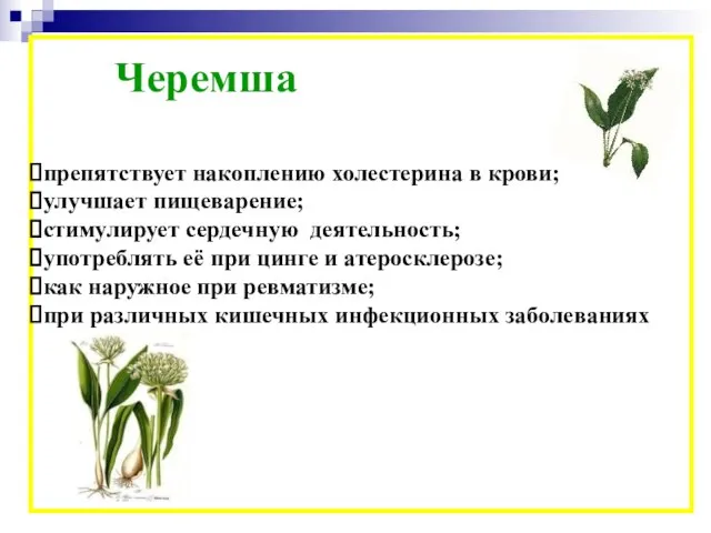 Черемша препятствует накоплению холестерина в крови; улучшает пищеварение; стимулирует сердечную деятельность;