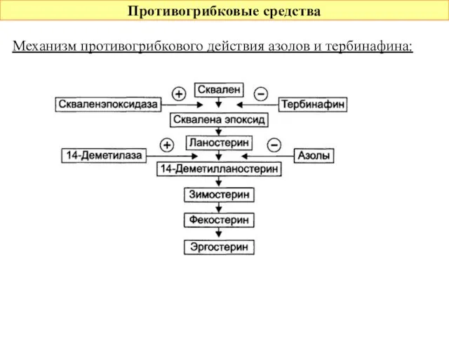 Противогрибковые средства Механизм противогрибкового действия азолов и тербинафина: