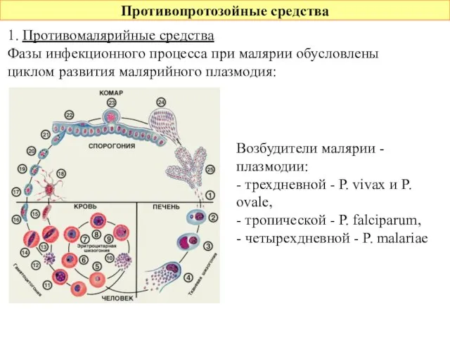 Противопротозойные средства 1. Противомалярийные средства Фазы инфекционного процесса при малярии обусловлены