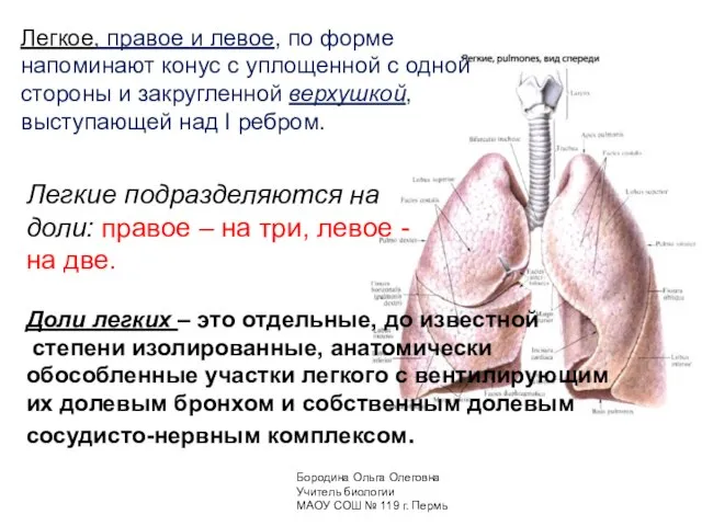 Легкое, правое и левое, по форме напоминают конус с уплощенной с