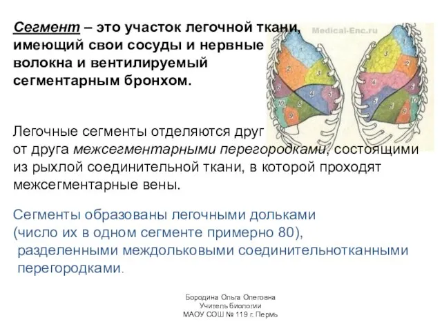 Сегмент – это участок легочной ткани, имеющий свои сосуды и нервные