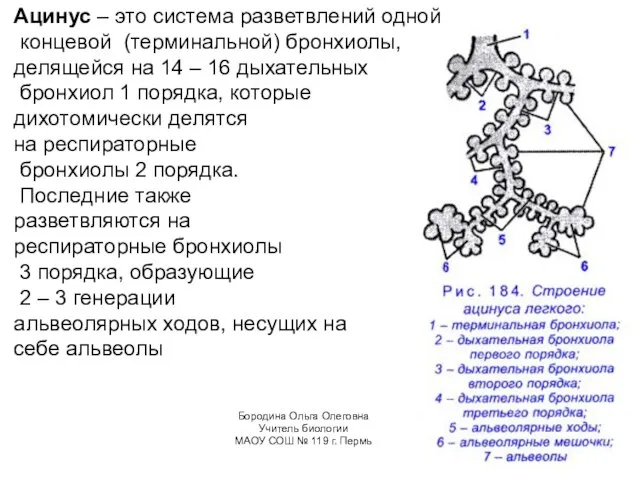 Ацинус – это система разветвлений одной концевой (терминальной) бронхиолы, делящейся на