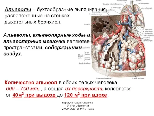 Альвеолы – бухтообразные выпячивания, расположенные на стенках дыхательных бронхиол. Альвеолы, альвеолярные