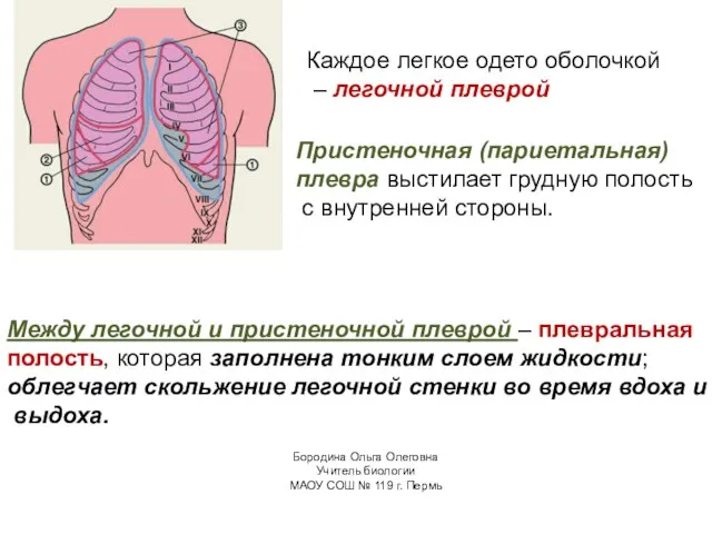 Каждое легкое одето оболочкой – легочной плеврой Пристеночная (париетальная) плевра выстилает