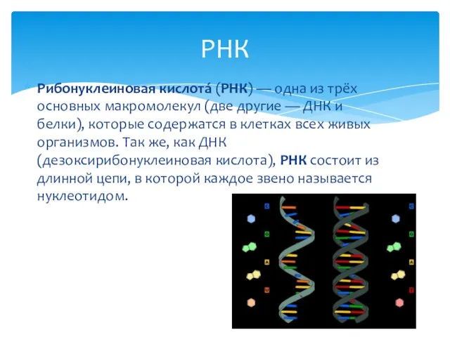 Рибонуклеиновая кислота́ (РНК) — одна из трёх основных макромолекул (две другие