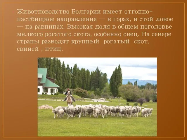 Животноводство Болгарии имеет отгонно-пастбищное направление — в горах, и стойловое —