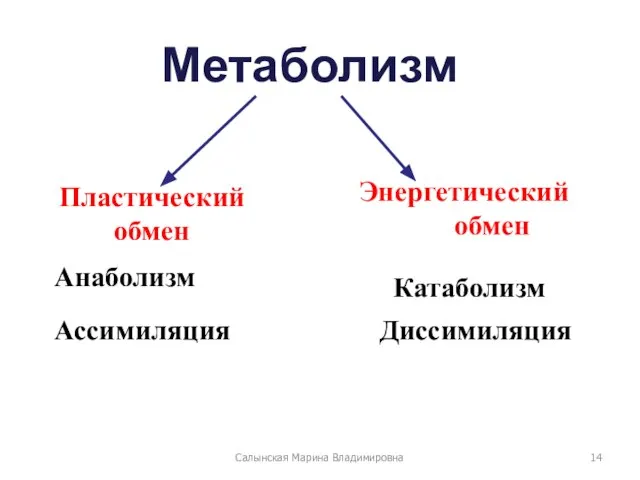 Метаболизм Пластический обмен Ассимиляция Анаболизм Диссимиляция Катаболизм Энергетический обмен Салынская Марина Владимировна