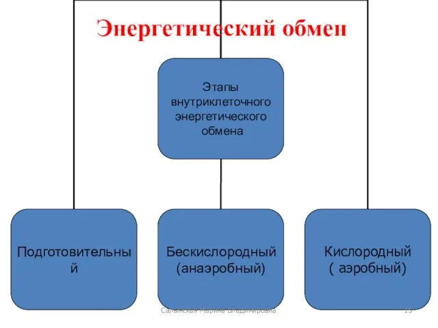 Энергетический обмен Салынская Марина Владимировна