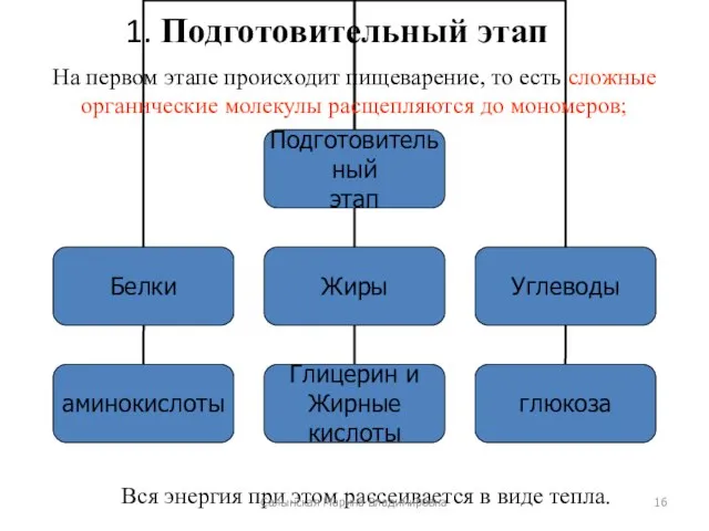 1. Подготовительный этап На первом этапе происходит пищеварение, то есть сложные