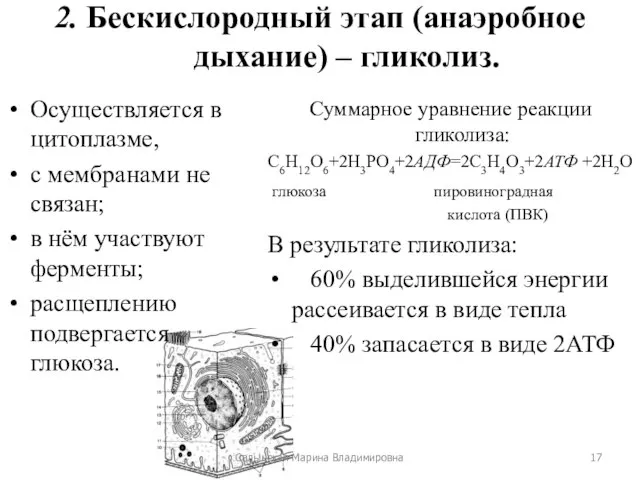 2. Бескислородный этап (анаэробное дыхание) – гликолиз. Осуществляется в цитоплазме, с