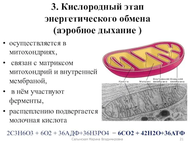 3. Кислородный этап энергетического обмена (аэробное дыхание ) осуществляется в митохондриях,