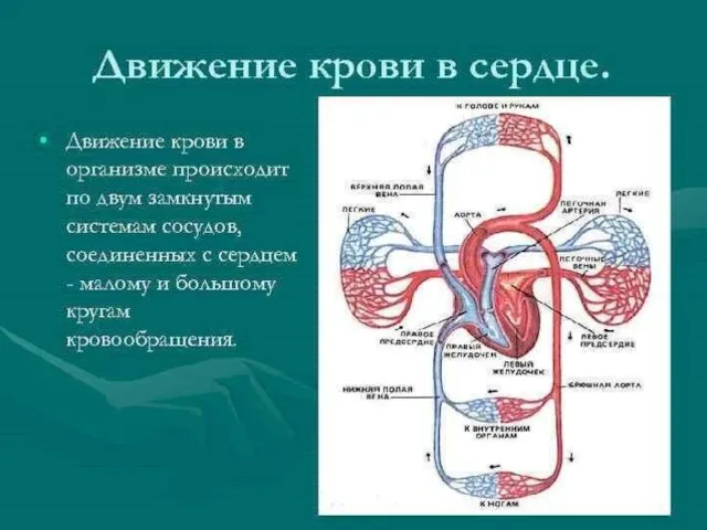 Образовательный портал Мой университет - www.moi-univtrsitet.ru факультет "Реформа образования" - www.edu-reforma.ru