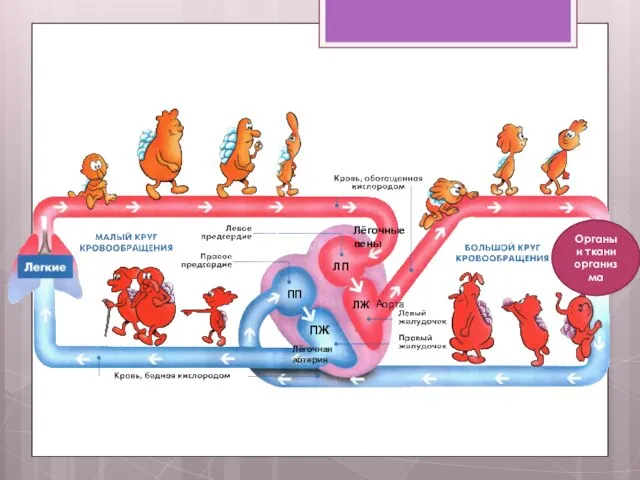 Органы и ткани организма Аорта Лёгочная артерия ЛП ПП ЛЖ ПЖ Лёгочные вены